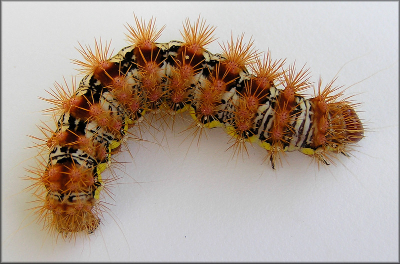 Smeared Dagger Moth Acronicta oblinita Caterpillar